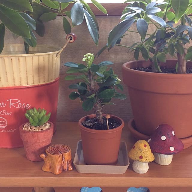 emiさんの実例写真