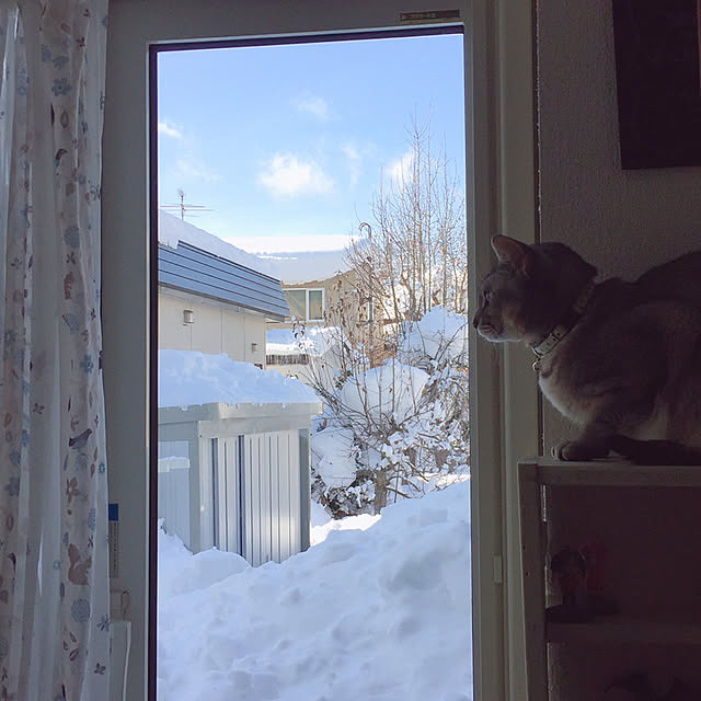 kotoriさんの実例写真
