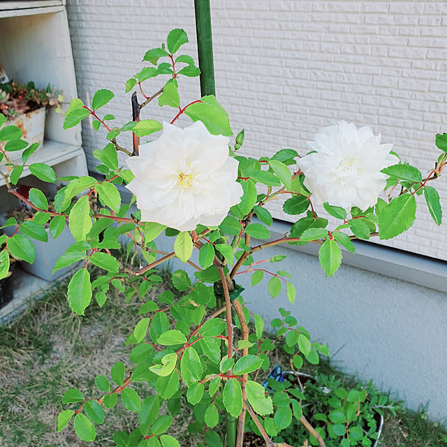 masarinn.さんの実例写真
