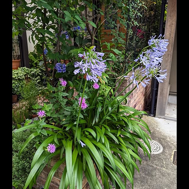 玄関/入り口/京都/京町家に住む/手作りの庭/花のある暮らし...などのインテリア実例 - 2023-06-30 00:49:25