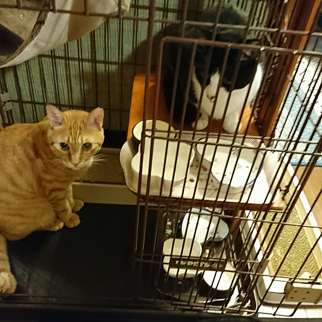 okyosan101さんの実例写真