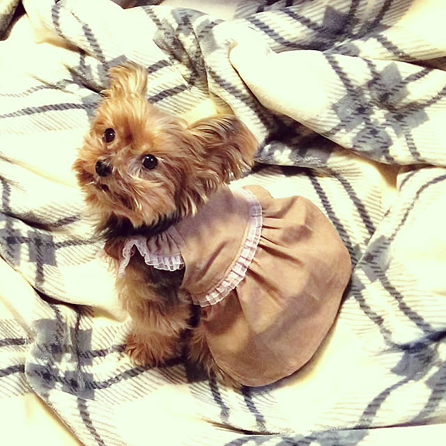 chiikokunさんの実例写真