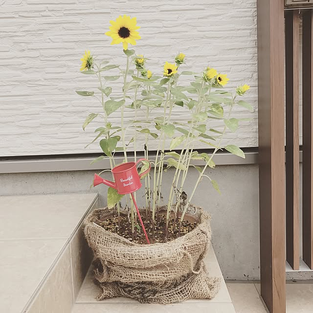 shioriさんの実例写真