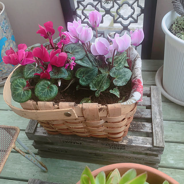 Malamaさんの部屋