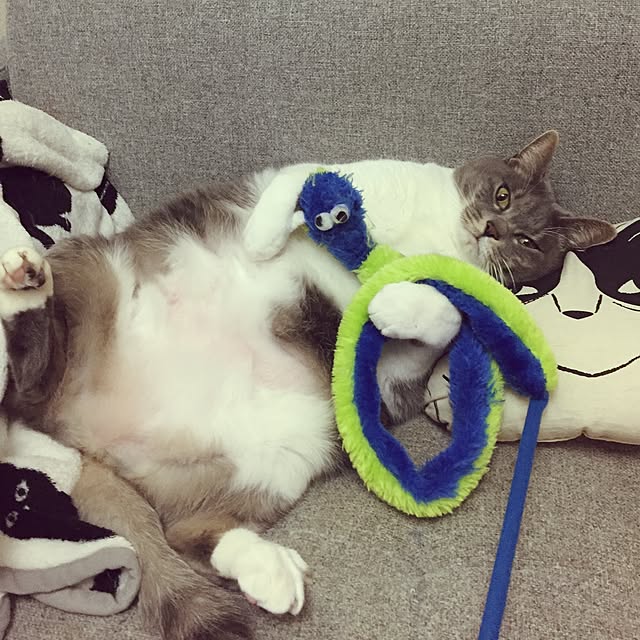 toufuさんの実例写真