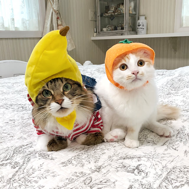 yuchiさんの実例写真