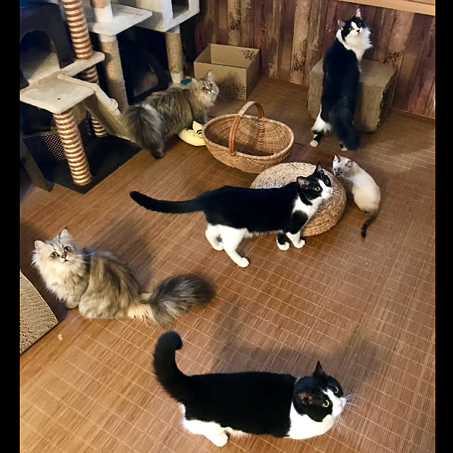 butachanさんの実例写真