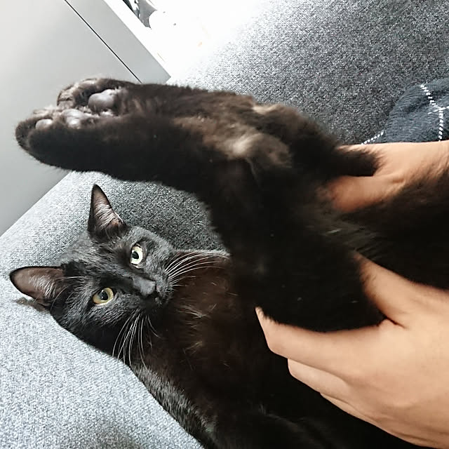 maikyさんの実例写真