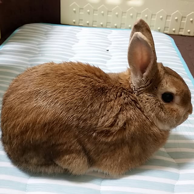 rabbitさんの実例写真