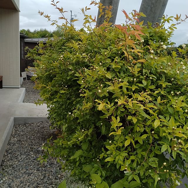 cafe-kumo-さんの部屋