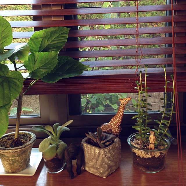 キッチン/観葉植物のインテリア実例 - 2015-06-28 13:07:14