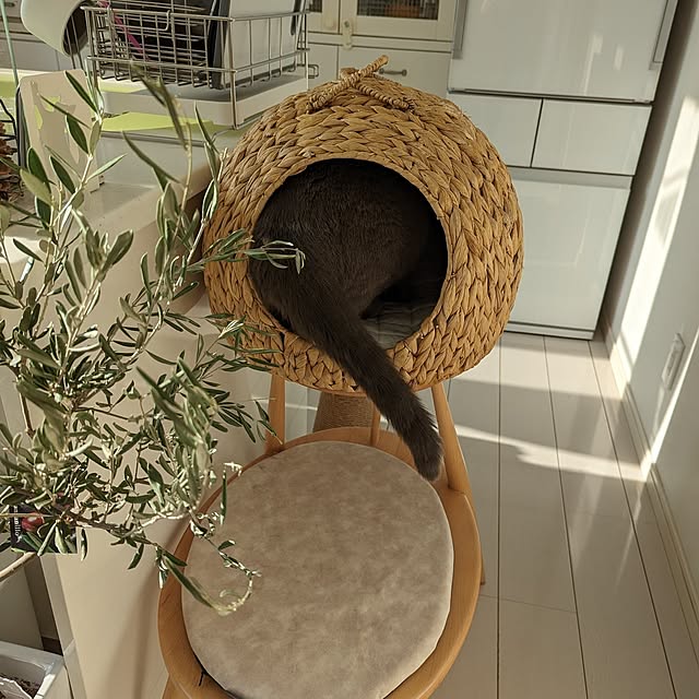 mayugaulungさんの実例写真
