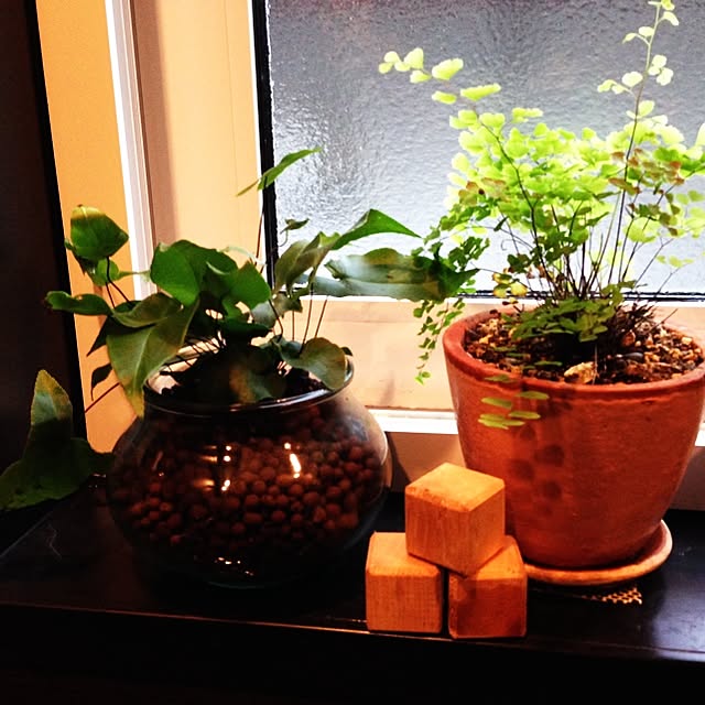 バス/トイレ/グリーン/植物/アジアンタムのインテリア実例 - 2014-04-03 21:08:42