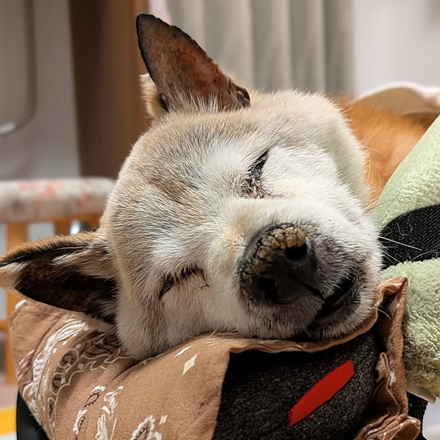 ponhanaさんの部屋