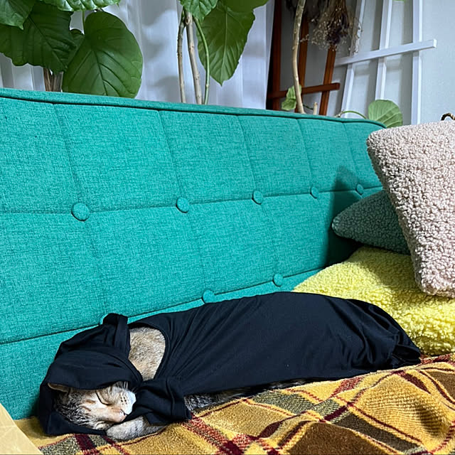 mohhaさんの実例写真