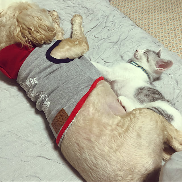 priimo04114さんの実例写真