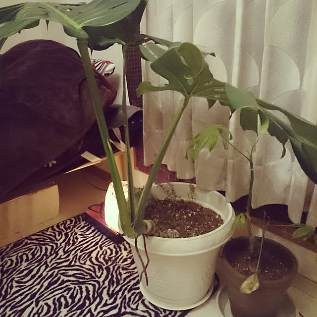 ベッド周り/10000人の暮らし/植物に水をあげるところ/どこで●●しているの/植物は裏切らない！のインテリア実例 - 2018-02-07 03:14:54