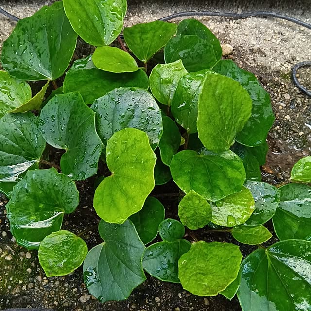 mikeさんの実例写真