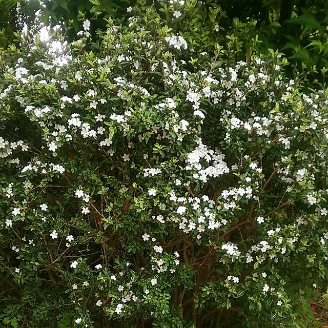 Tomopさんの実例写真