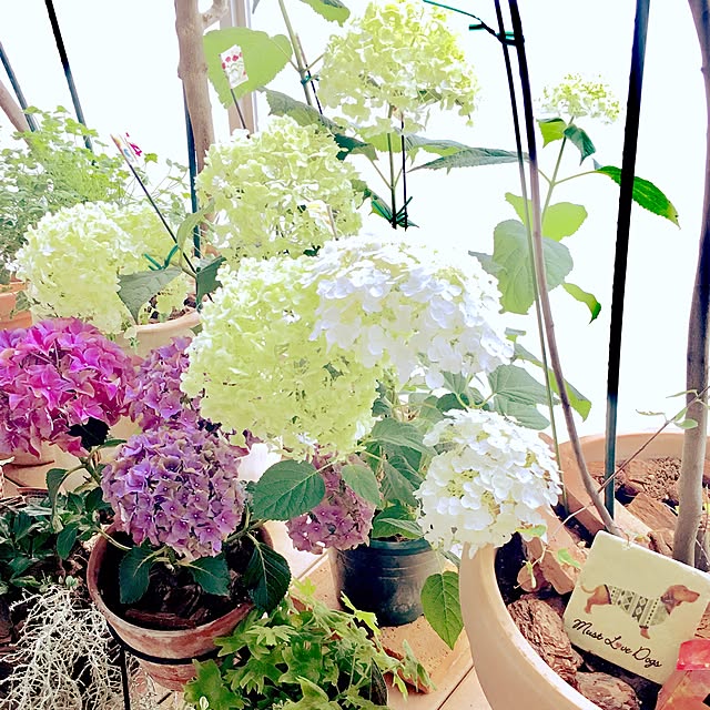 Midoさんの実例写真