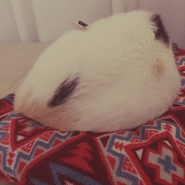 mi_koさんの実例写真