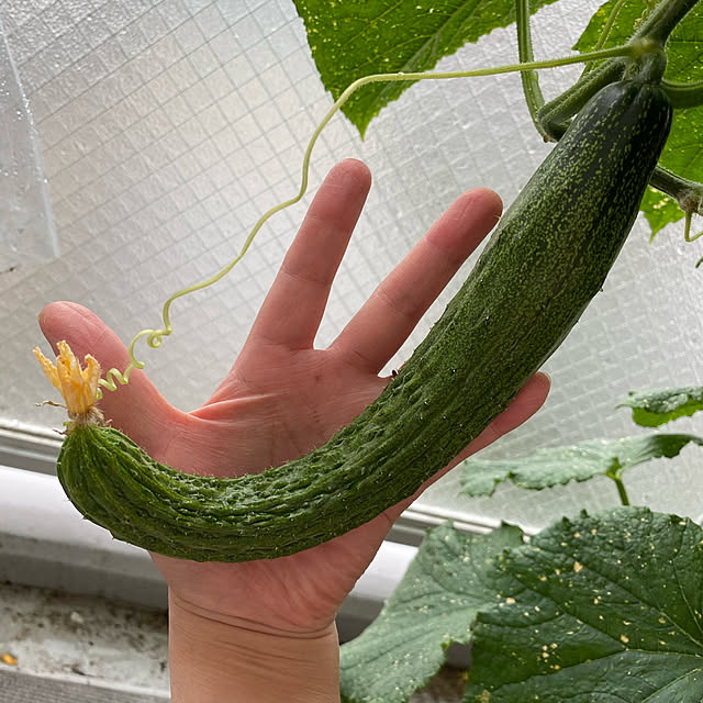melmelさんの実例写真