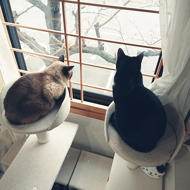 chatnoirさんの実例写真