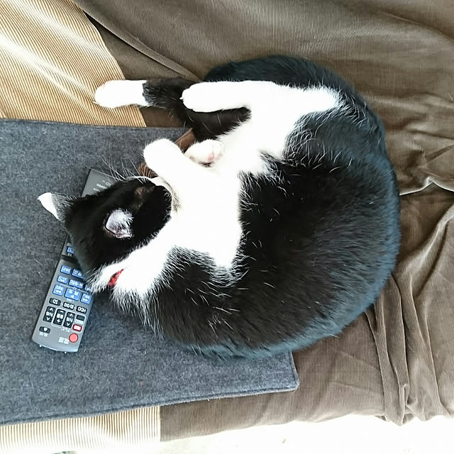 oliveさんの実例写真