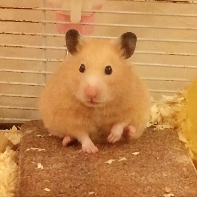 HappyRoseさんの実例写真