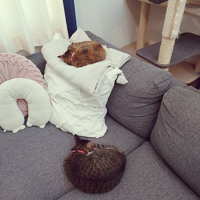 mochicoさんの実例写真