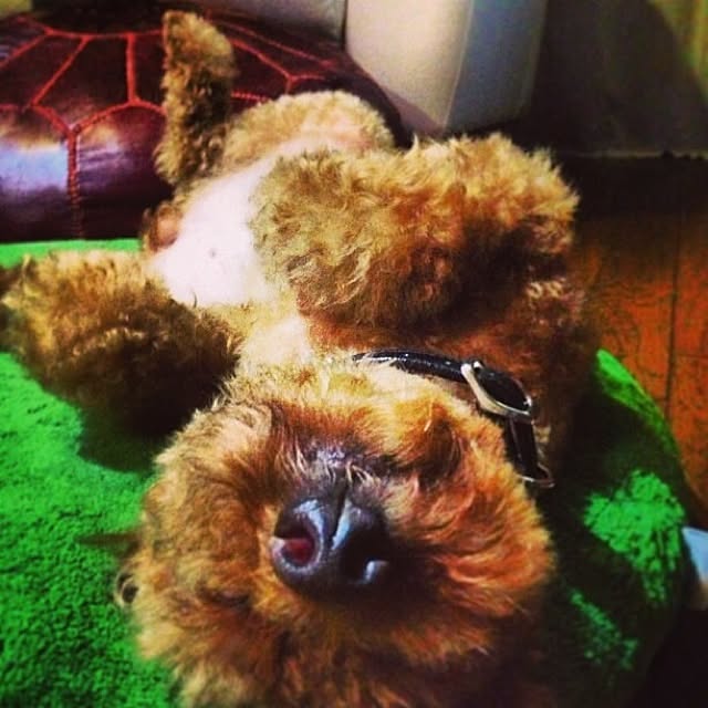 Kikoさんの実例写真