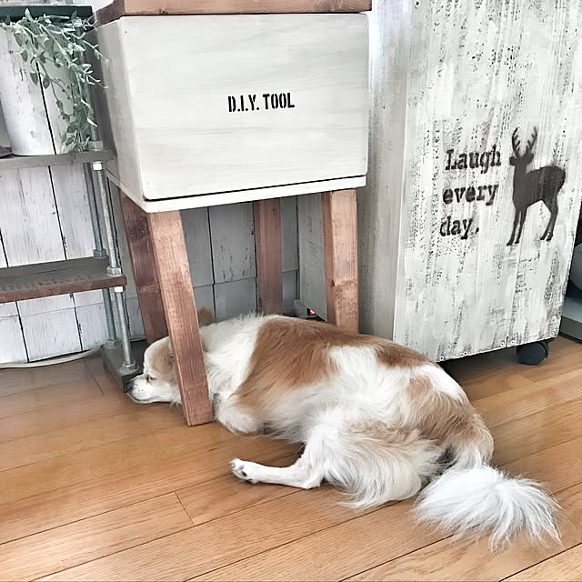 seroriさんの実例写真