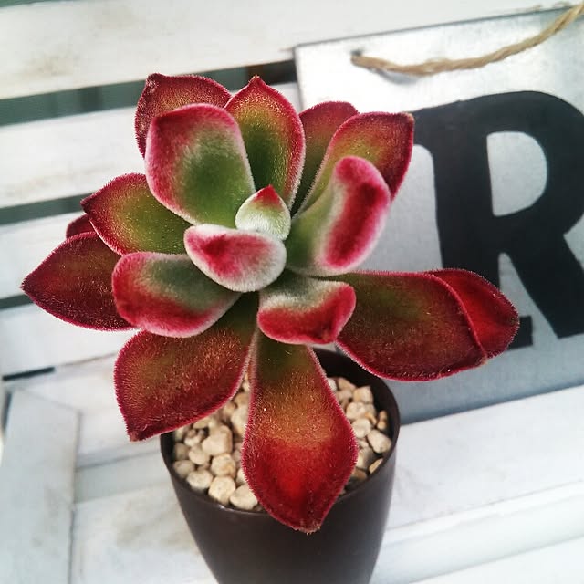 VERANDARJUNさんの実例写真