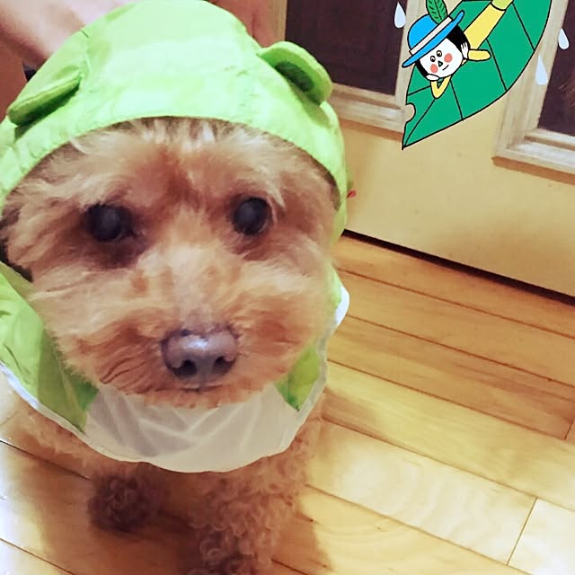 pooさんの実例写真