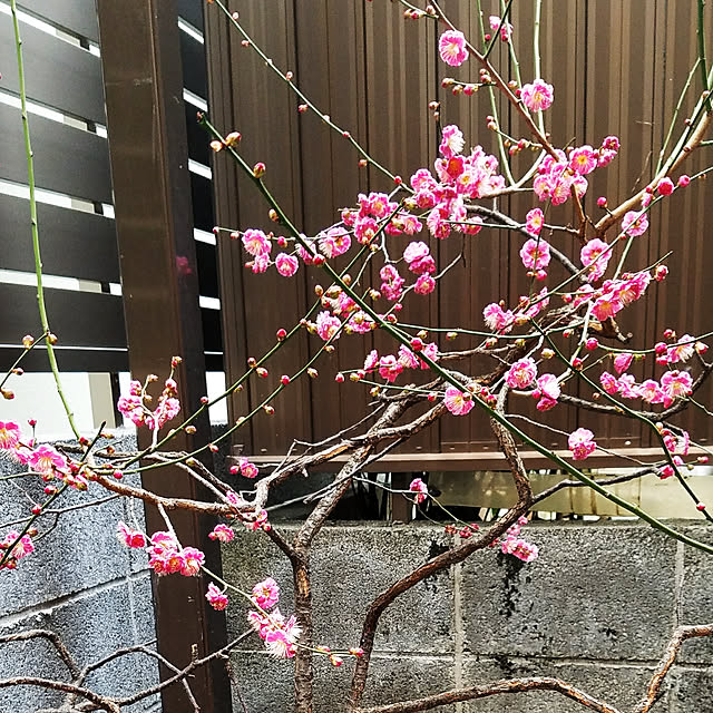 実例写真