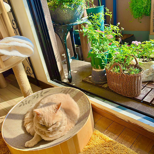 naokoさんの部屋