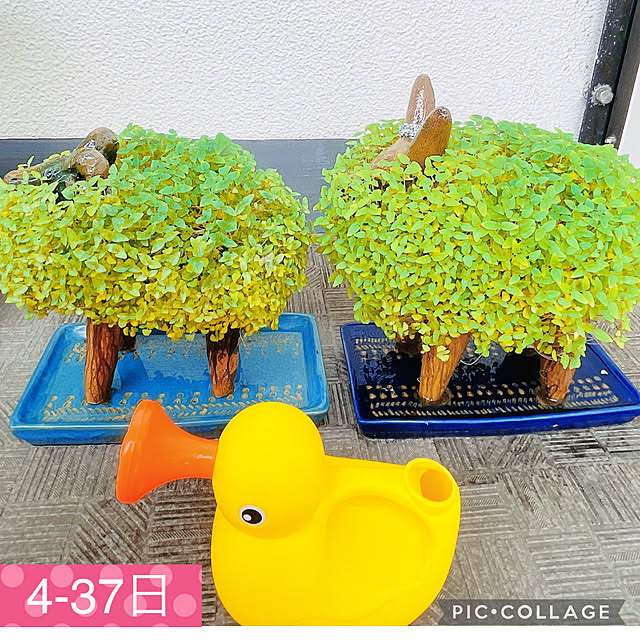 aureaさんの実例写真