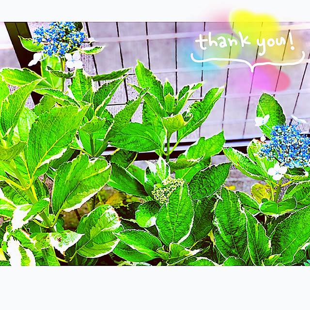hinamamaさんの実例写真