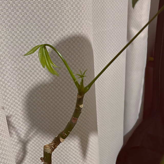 arsroさんの実例写真