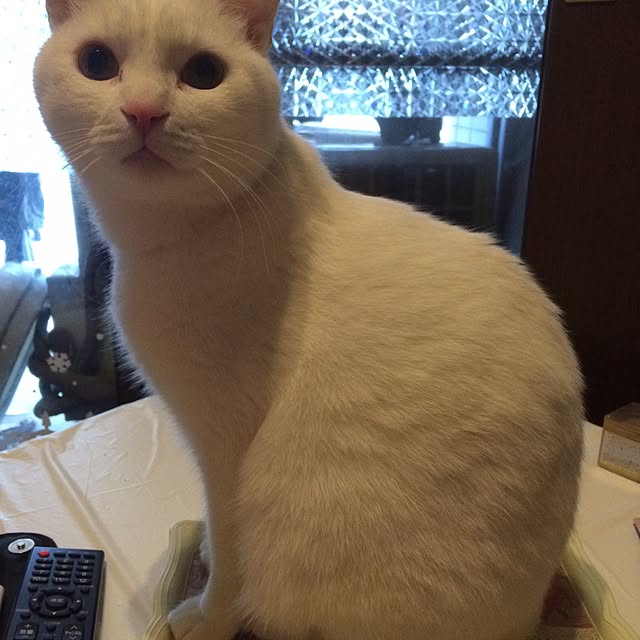 inoさんの実例写真