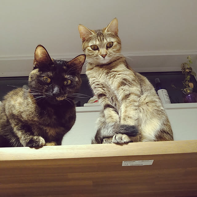 mamekoさんの実例写真