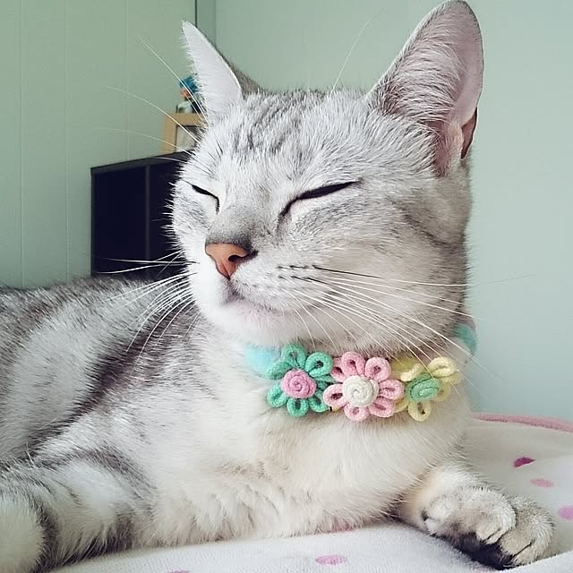simaumaさんの実例写真