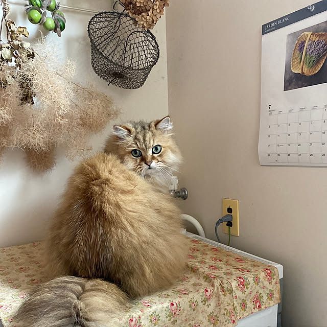 teddyさんの実例写真