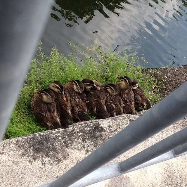 kazuさんの実例写真