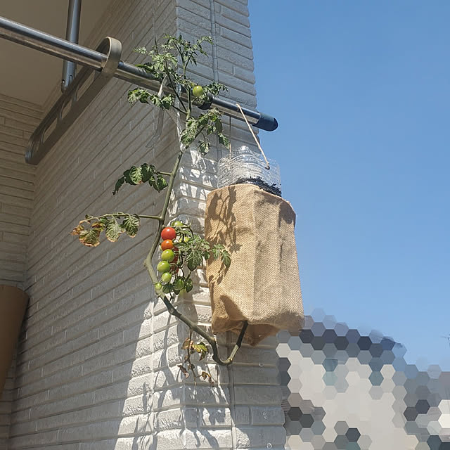tomatopapaさんの実例写真