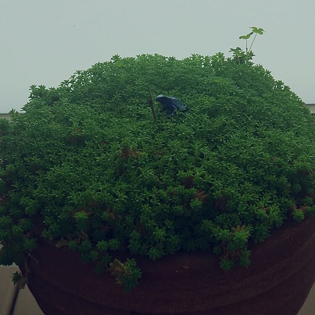 escalaさんの実例写真