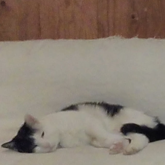 catloveさんの実例写真