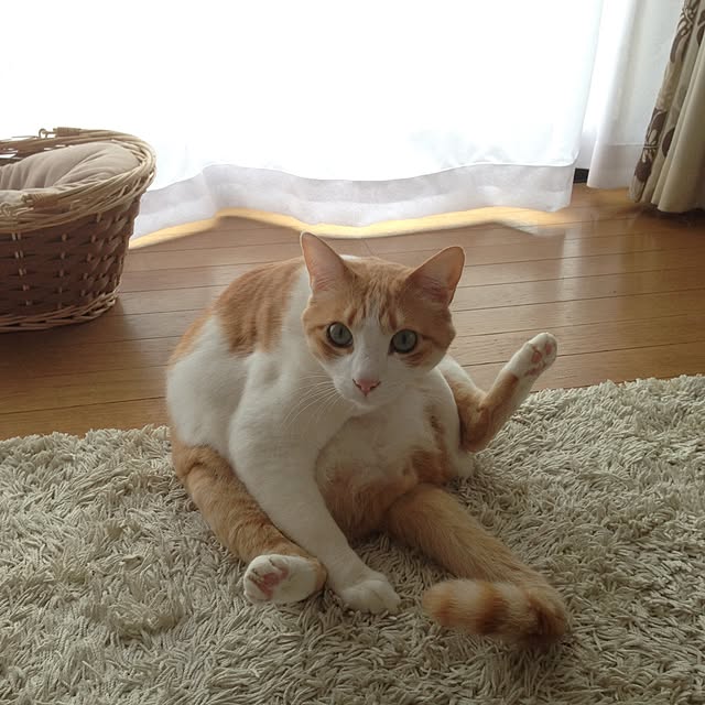 Kinanさんの実例写真