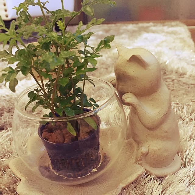 whitecatさんの実例写真