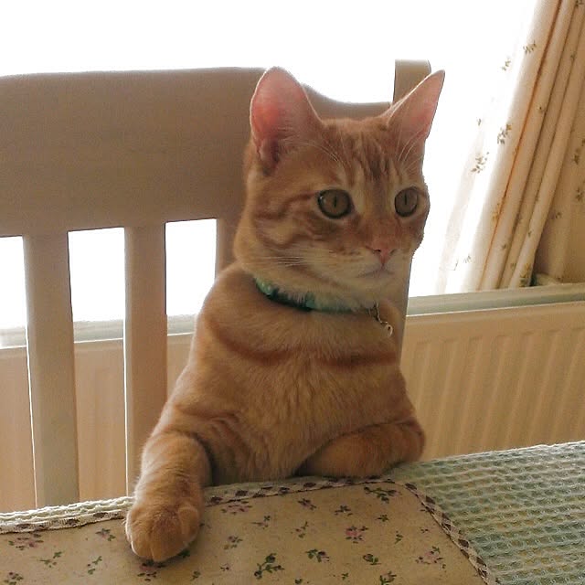 ohagiさんの実例写真